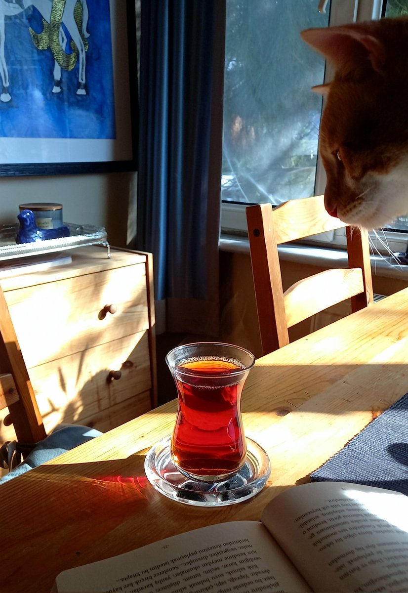 sidolarinsevili's tweet photo. Kediler güzel bakar #Sundaycat
& dem zamanı... 💛 #Pazar https://t.co/QC9QmGrWMD