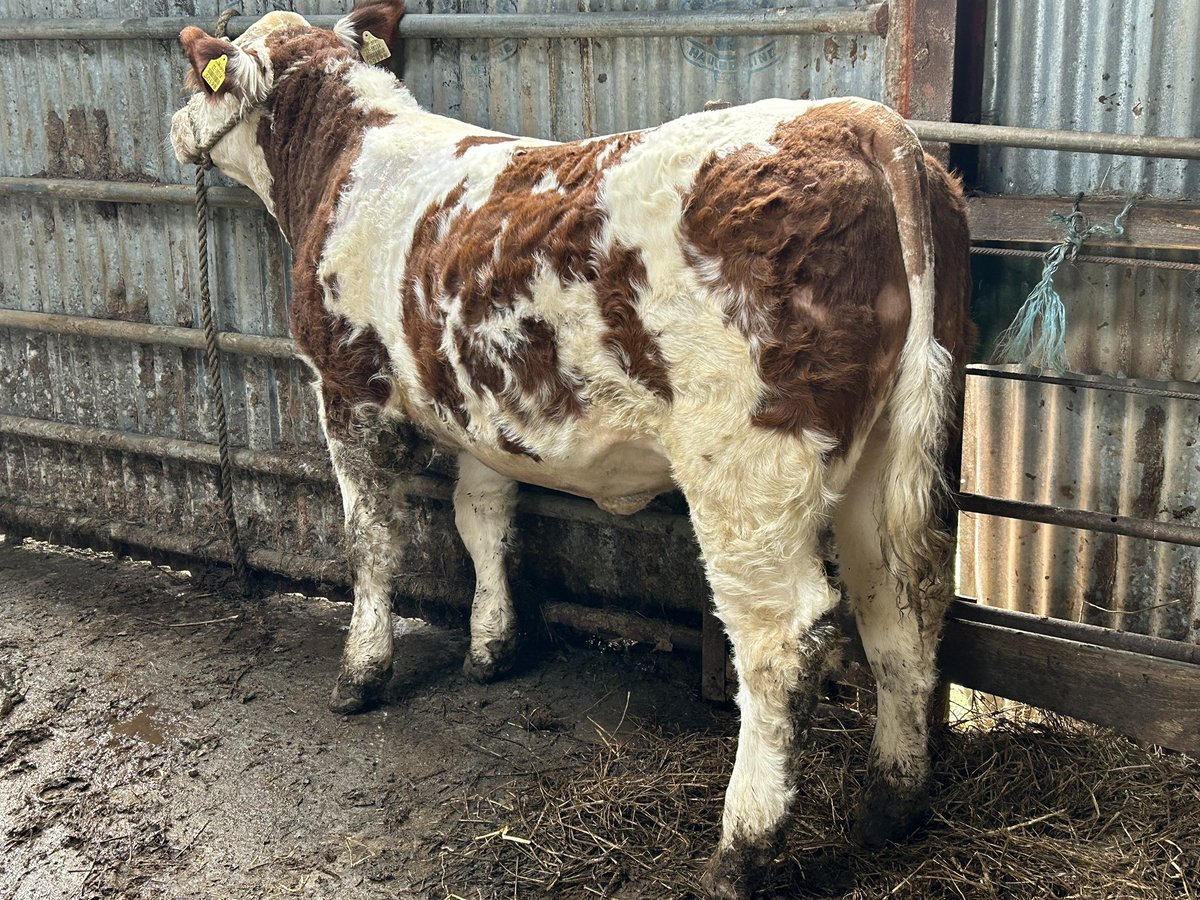 Lovey Pedigree Simmental heifer in for a clip. March born for sale for anyone interested 😁😁