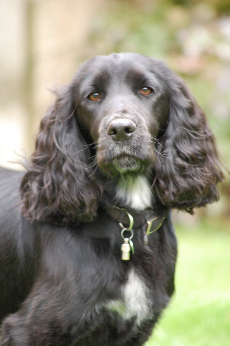 hd_puppy's tweet image. Flo is 9 today! 
Happy Birthday 🥳 
Hope you’re having a wonderful day ❤️