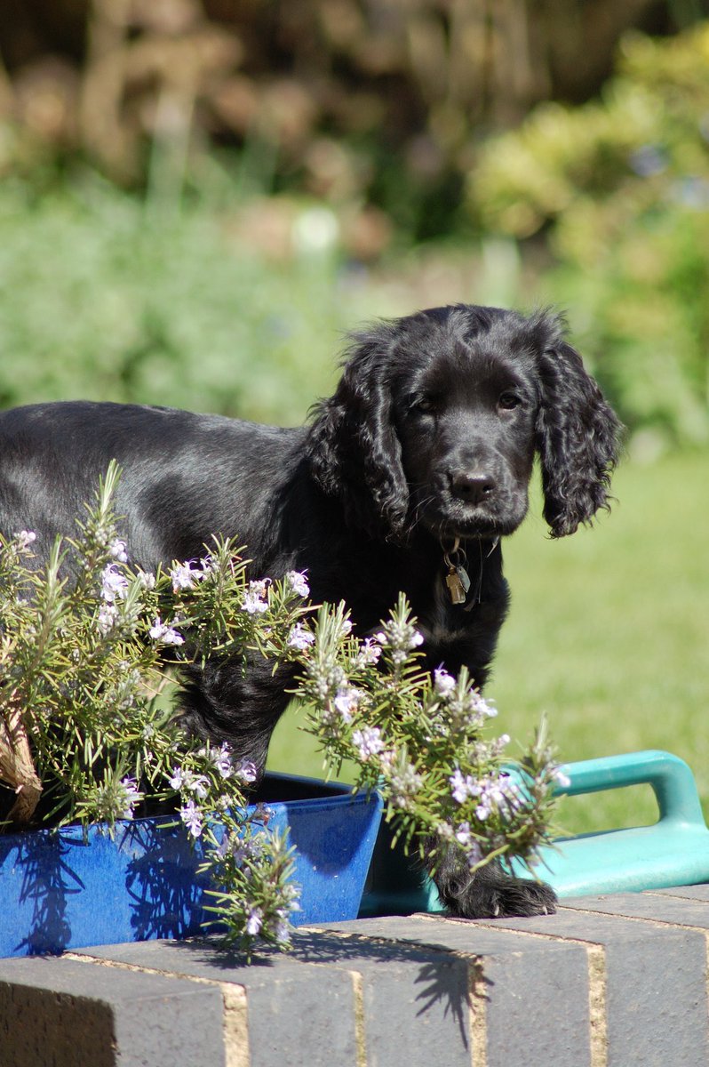 hd_puppy's tweet image. Flo is 9 today! 
Happy Birthday 🥳 
Hope you’re having a wonderful day ❤️