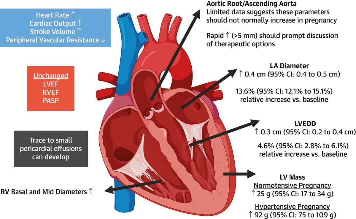 American College of Cardiology (@accintouch) on Twitter photo ICYMI: Physiologic changes in cardiac structure resulting from pregnancy include ↗️ left atrial diameter, left ventricular (LV) end-diastolic diameter, & a mild increase in LV mass. Read more: bit.ly/409MOwH
#CardioObstetrics ICYMI: Physiologic changes in cardiac structure resulting from pregnancy include ↗️ left atrial diameter, left ventricular (LV) end-diastolic diameter, & a mild increase in LV mass. Read more: bit.ly/409MOwH
#CardioObstetrics