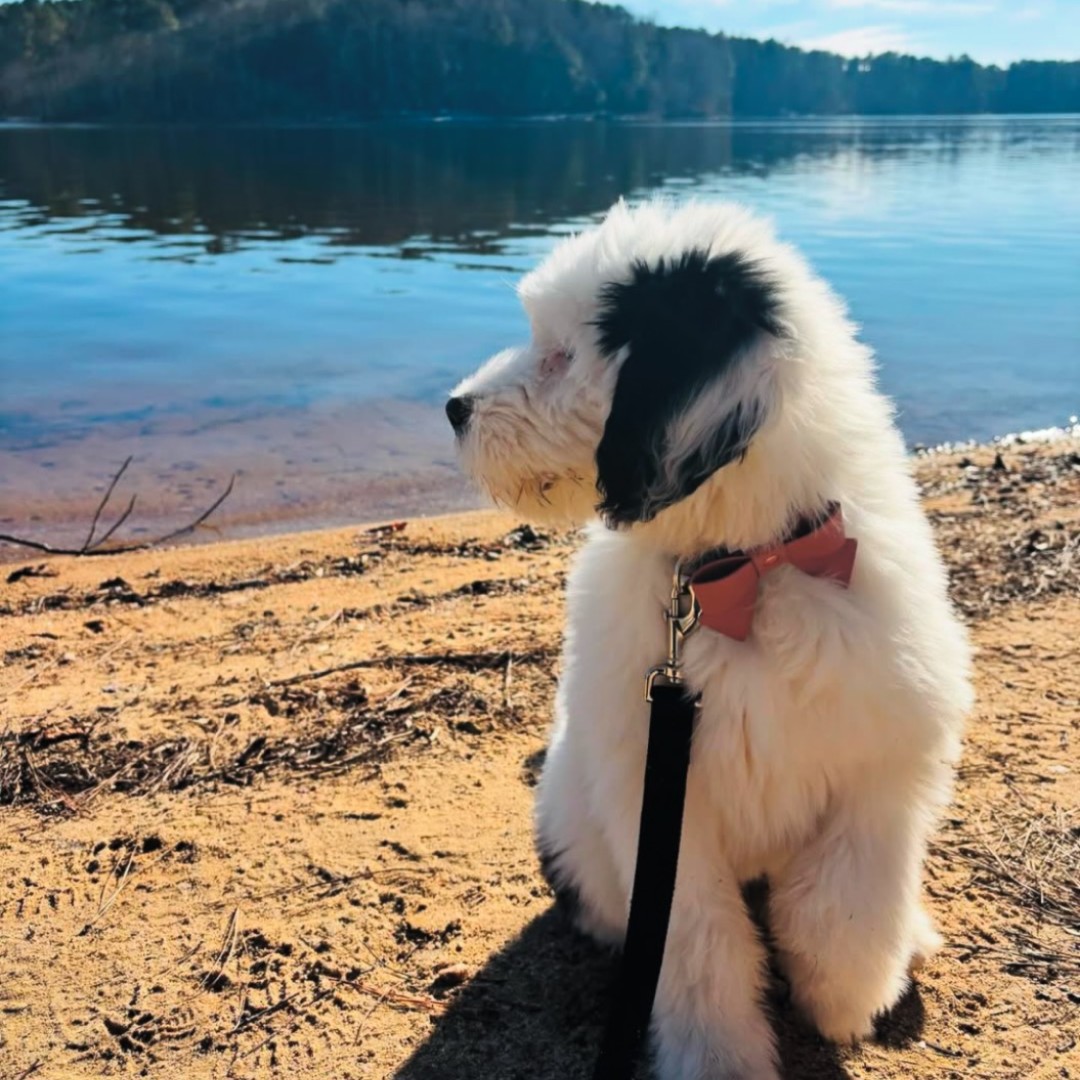 WakeGovParks's tweet photo. Anyone up for a walk at #BlueJayPoint County Park today? 12 week old pup Millie is ready to go! Thanks to Instagram's @fittsash for sharing this adorable fuzzy photo with us. #SundayShare https://t.co/bGvUbwaV4d