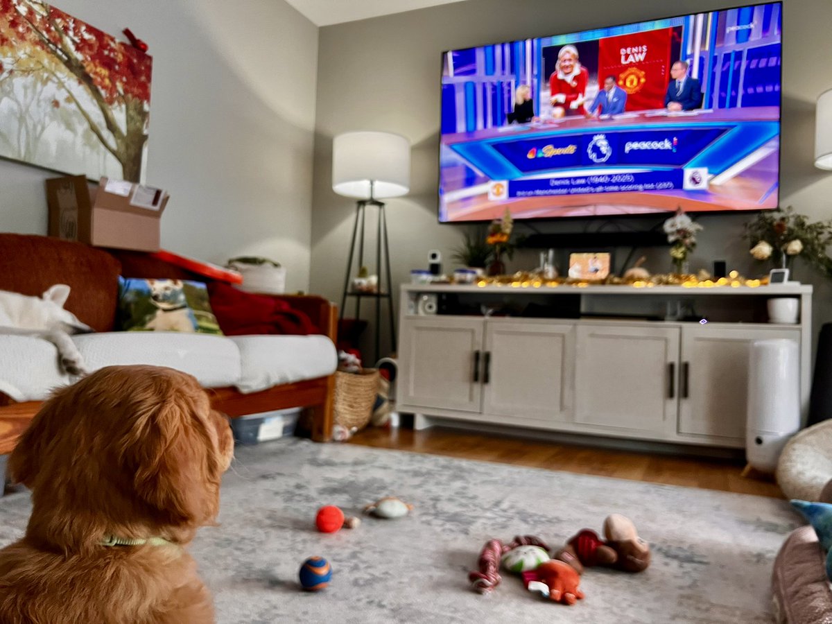 My #PLMorning is watching <a href="/NBCSports/">NBC Sports</a> with Rebecca Lowe &amp; The Two Robbies - raising our new puppy right by learning MUFC history with Dennis Law prior to the game