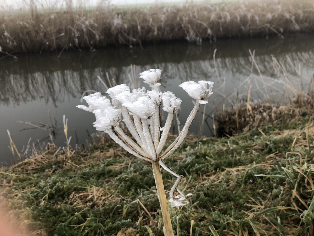 FredRaangs's tweet image. #wandelrondje #Kloosterburen #kleinewerled