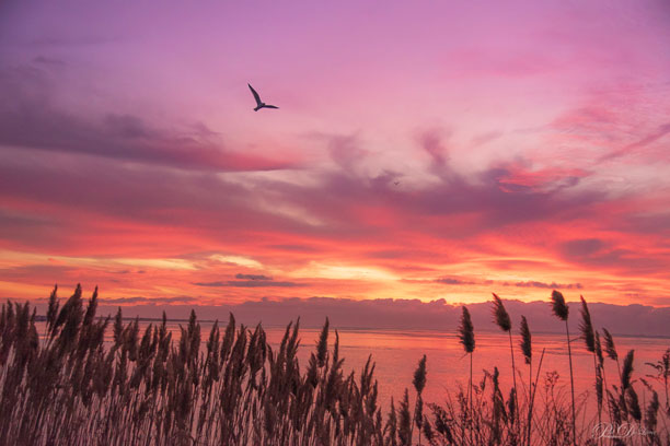 PatDeLucaImages's tweet photo. Blue Point Sunrise, Long Island NY @SamanthaAugeri.    @AddisonGreenWX.@StoneGrissom.@MattHammer12.@NickGregoryFox5.@StormHour.@WeatherNation. @Meteor_Mike.@News12LI.@WeatherGeoff.@SamChampion.@LeeGoldbergABC7. https://t.co/ddp35J7vjP