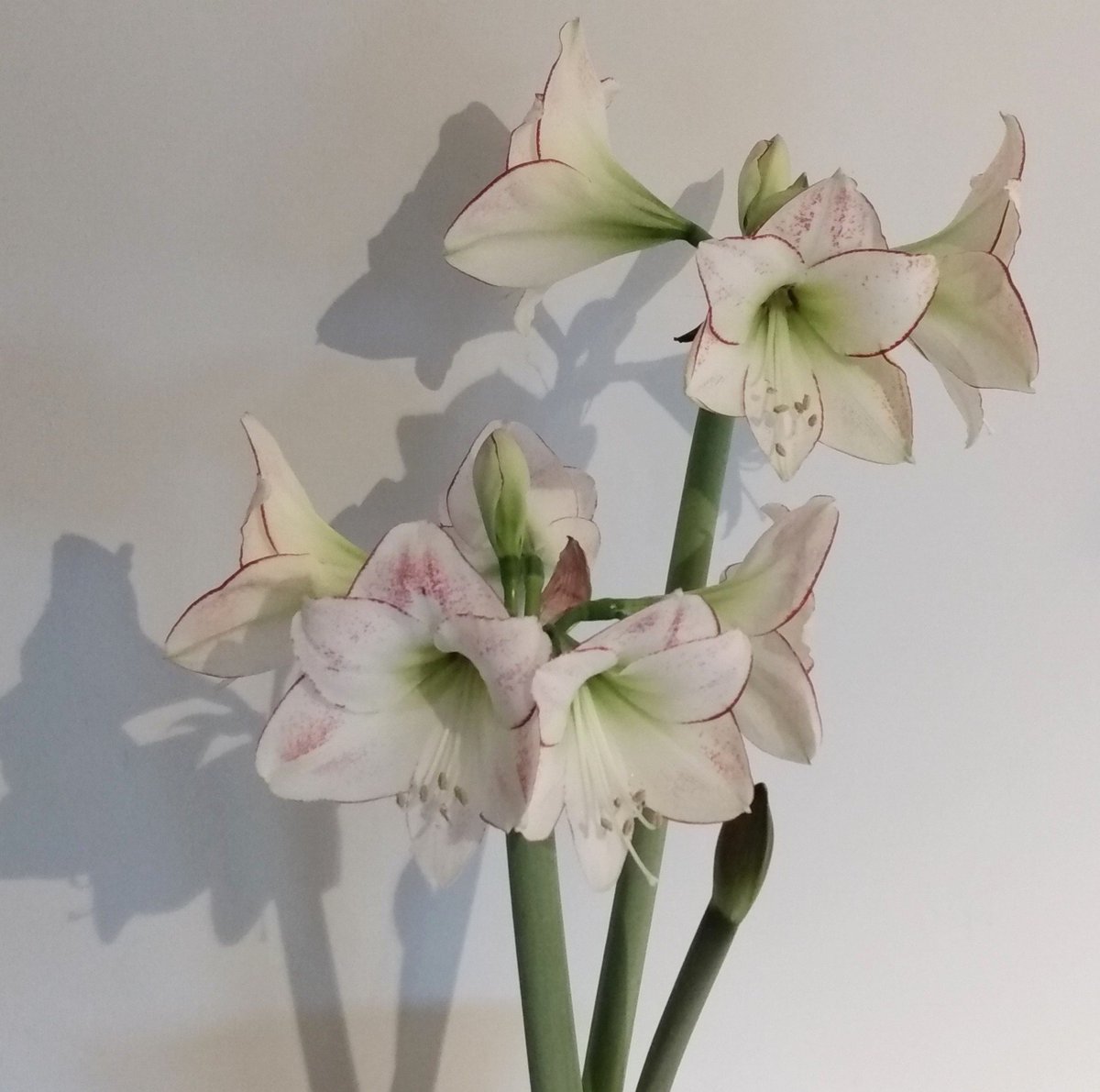 This year's Amaryllis has come up very abundant, and there's a third stem on its way.