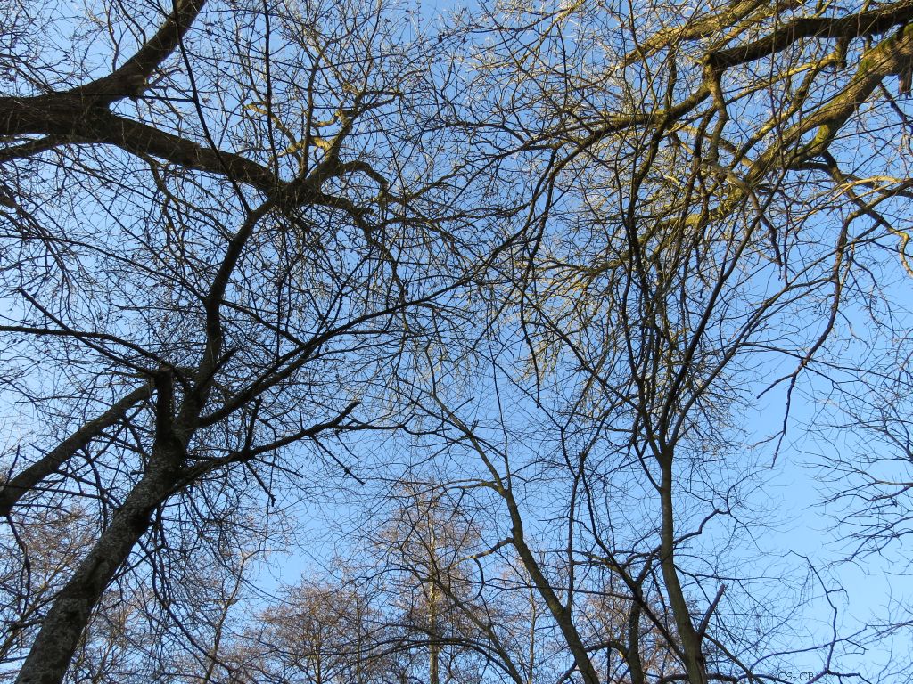 beingmyself_25's tweet photo. Ich liebe den Kontrast  vom blauen Himmel und den Baumkronen 💙🌳💚
#Baum #Baumkrone #Natur #LahnDillKreis #LDK #18Januar2025 https://t.co/MRewB4FLIQ