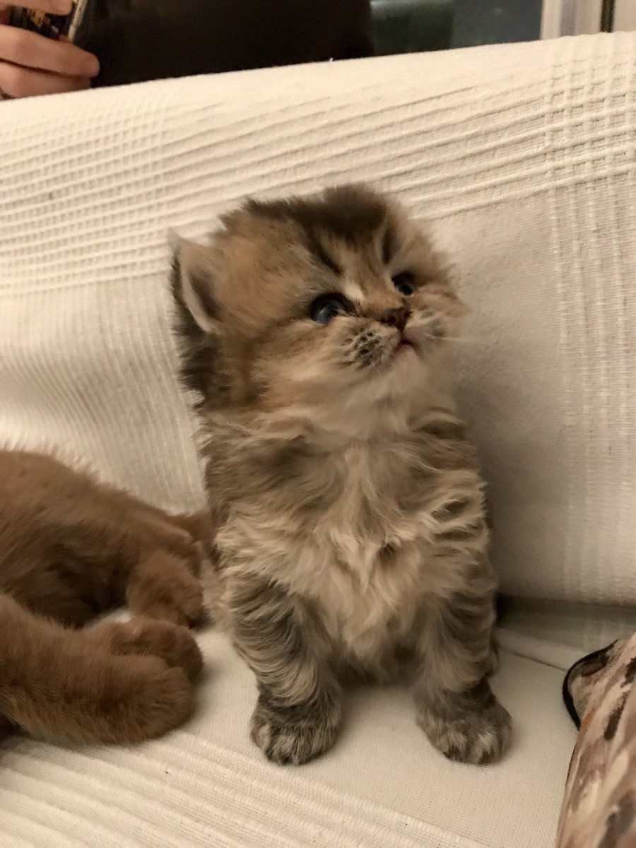 Aurelien tweet media