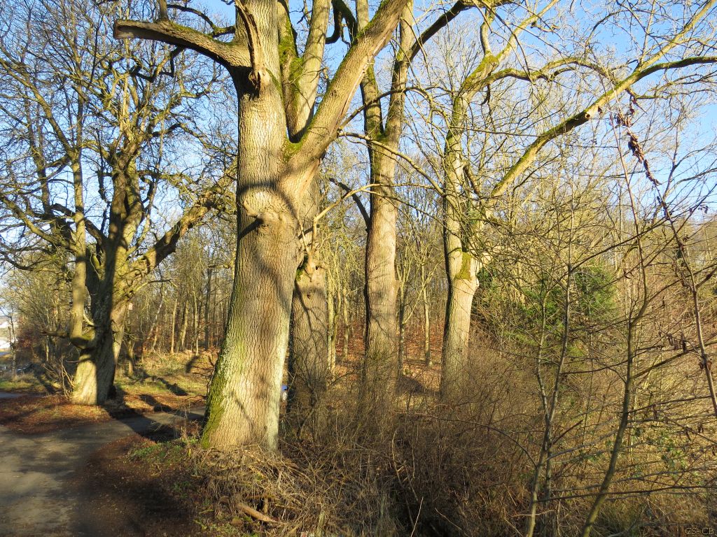 beingmyself_25's tweet photo. Endlich mal wieder einen schönen langen Spaziergang am Anglersee. Eine Wohltat für meine Seele🌳🙌 
#Baum #Baumkrone #Natur #Anglersee #LahnDillKreis #LDK #18Januar2025 https://t.co/S844J7hxj4