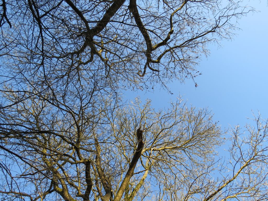 beingmyself_25's tweet photo. Endlich mal wieder einen schönen langen Spaziergang am Anglersee. Eine Wohltat für meine Seele🌳🙌 
#Baum #Baumkrone #Natur #Anglersee #LahnDillKreis #LDK #18Januar2025 https://t.co/S844J7hxj4