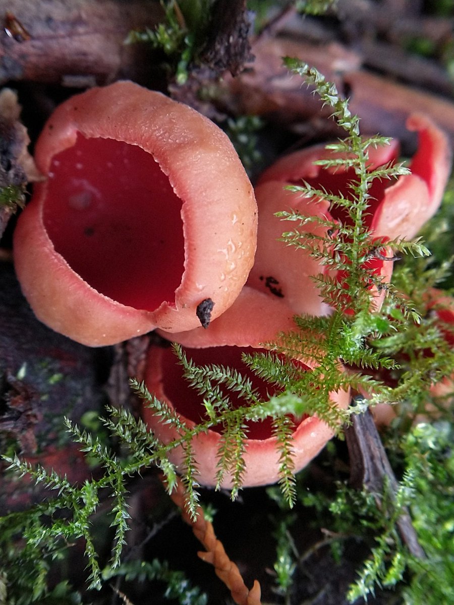 SewellLeigh's tweet image. Back to examine the scarlet elf cups ( Sarcoscypha coccinea) 😊 #fungi #mushrooms #mushroomhunting #nature #wildlife  #sundaymorning #thephotohour