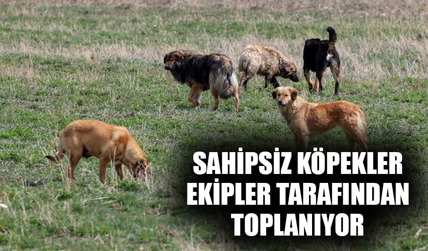09YeniKiroba's tweet image. Sahipsiz köpekler ekipler tarafından toplanıyor
HABER: yenikiroba.com/sahipsiz-kopek…
#sahipsizköpekler #toplama #Hakkari #EslemTeker