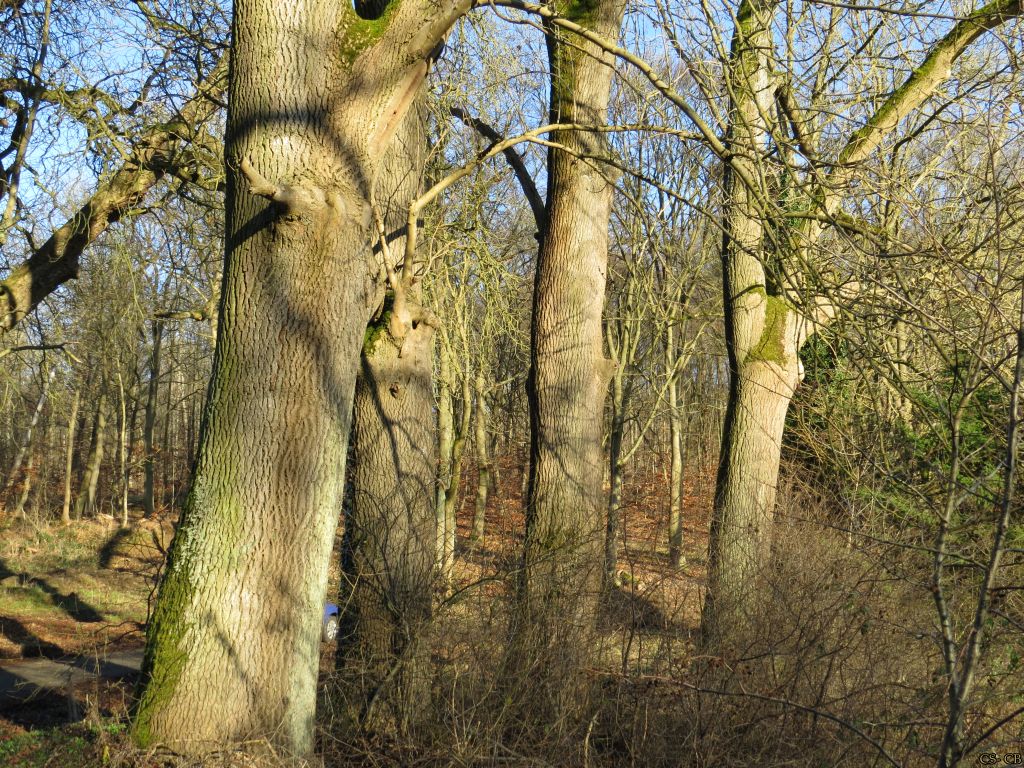 beingmyself_25's tweet photo. In  der Natur ist nichts perfekt, und alles ist perfekt. Bäume können verdreht und auf seltsame Weise gebogen sein und sind trotzdem schön.
 Alice Walker
#Baum #Baumkrone #Natur #Anglersee #LahnDillKreis #LDK #18Januar2025 https://t.co/bsxuG6uBqn