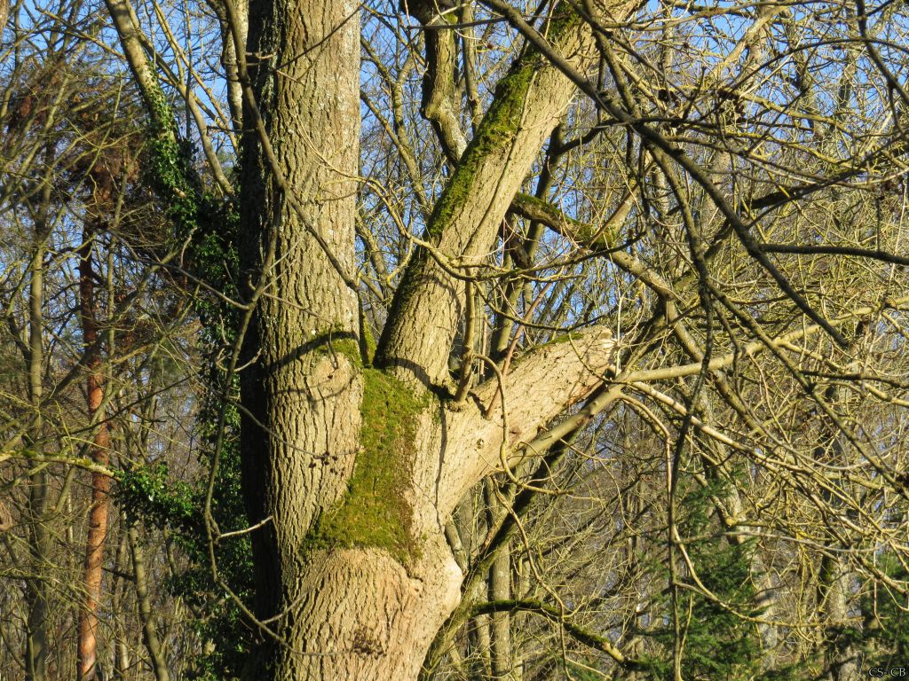 beingmyself_25's tweet photo. In  der Natur ist nichts perfekt, und alles ist perfekt. Bäume können verdreht und auf seltsame Weise gebogen sein und sind trotzdem schön.
 Alice Walker
#Baum #Baumkrone #Natur #Anglersee #LahnDillKreis #LDK #18Januar2025 https://t.co/bsxuG6uBqn