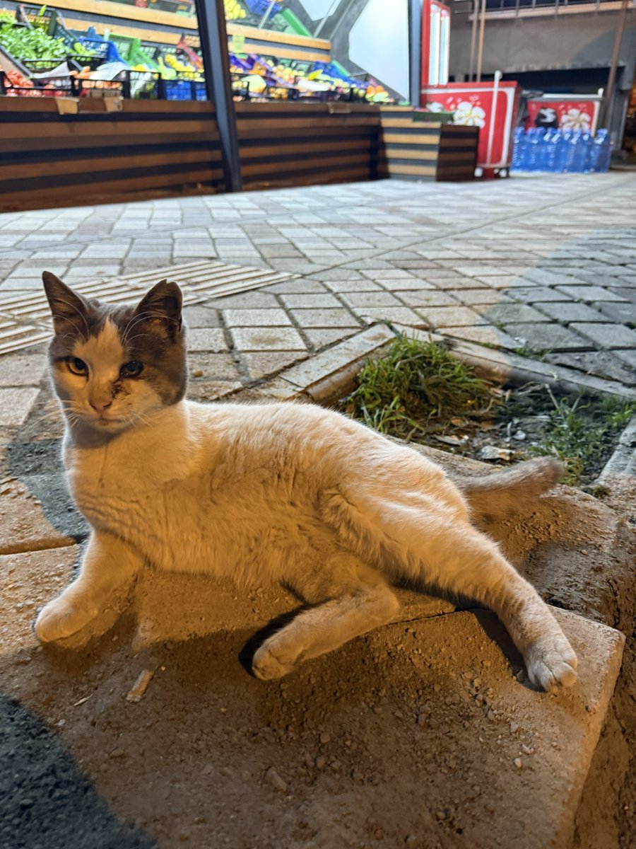 30 bin kişi görmüş ilanı ama tek bir kişi bile sormamış. Kedinin sağlığına kavuşabilmesi için tek kedi olarak yaşayabileceği GEÇİCİ/KALICI yuvaya ACİL OLARAK ihtiyacımız var