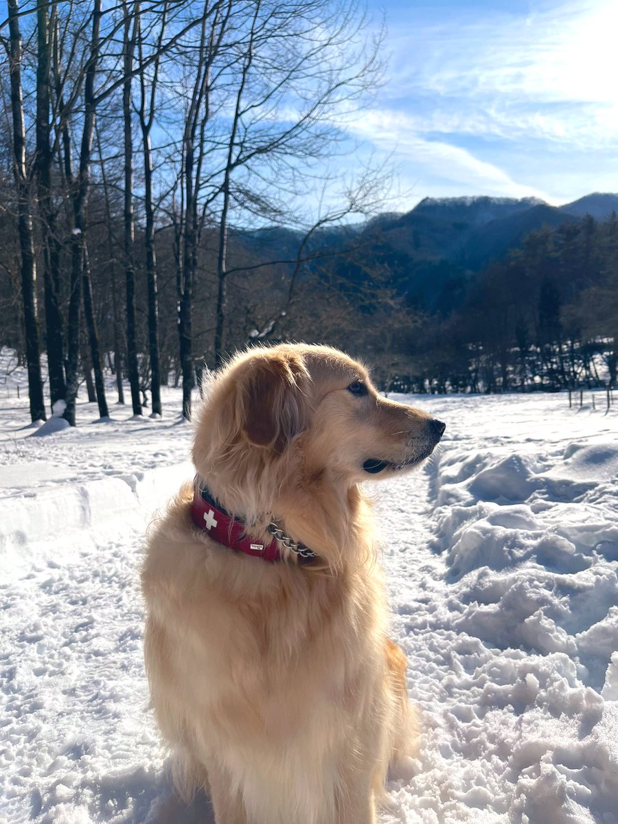 犬には雪だね✨
また遊ぼう⛄️