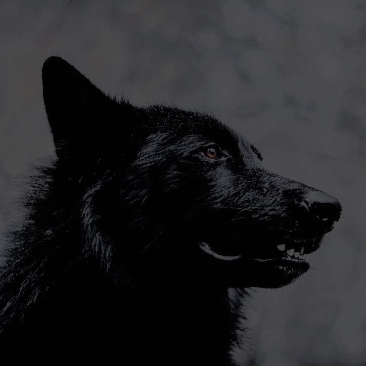 sirius black tweet media