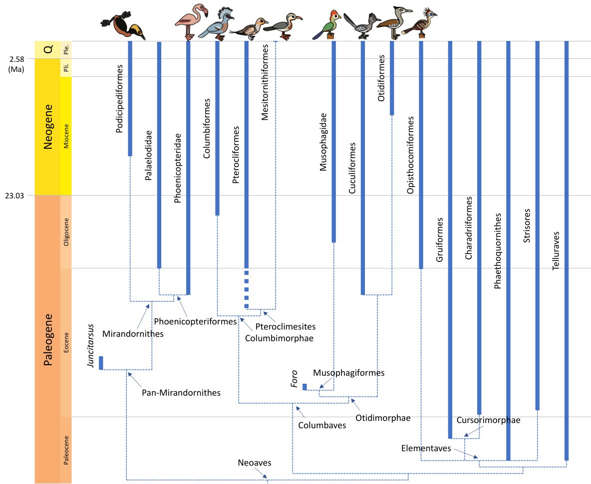 2024 was a good year for new research on bird phylogeny! Time to update the trees. deviantart.com/albertonykus/g…