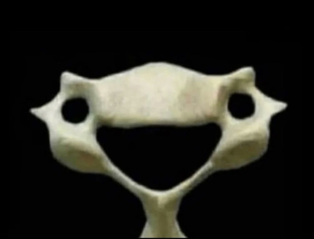 When you're feeling sad, remember this vertebrae C6 and how happy he is to literally support you every day.