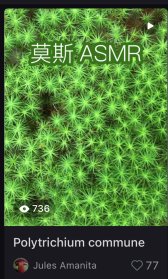 mushka thorkelson tweet media