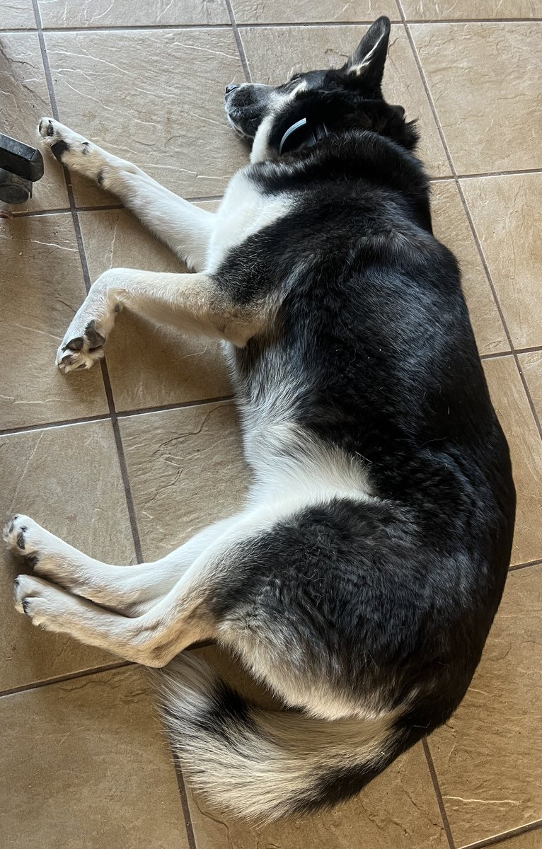 If you don’t like walking outside when it is 22 degrees &amp; windy, don’t get a shepsky.
