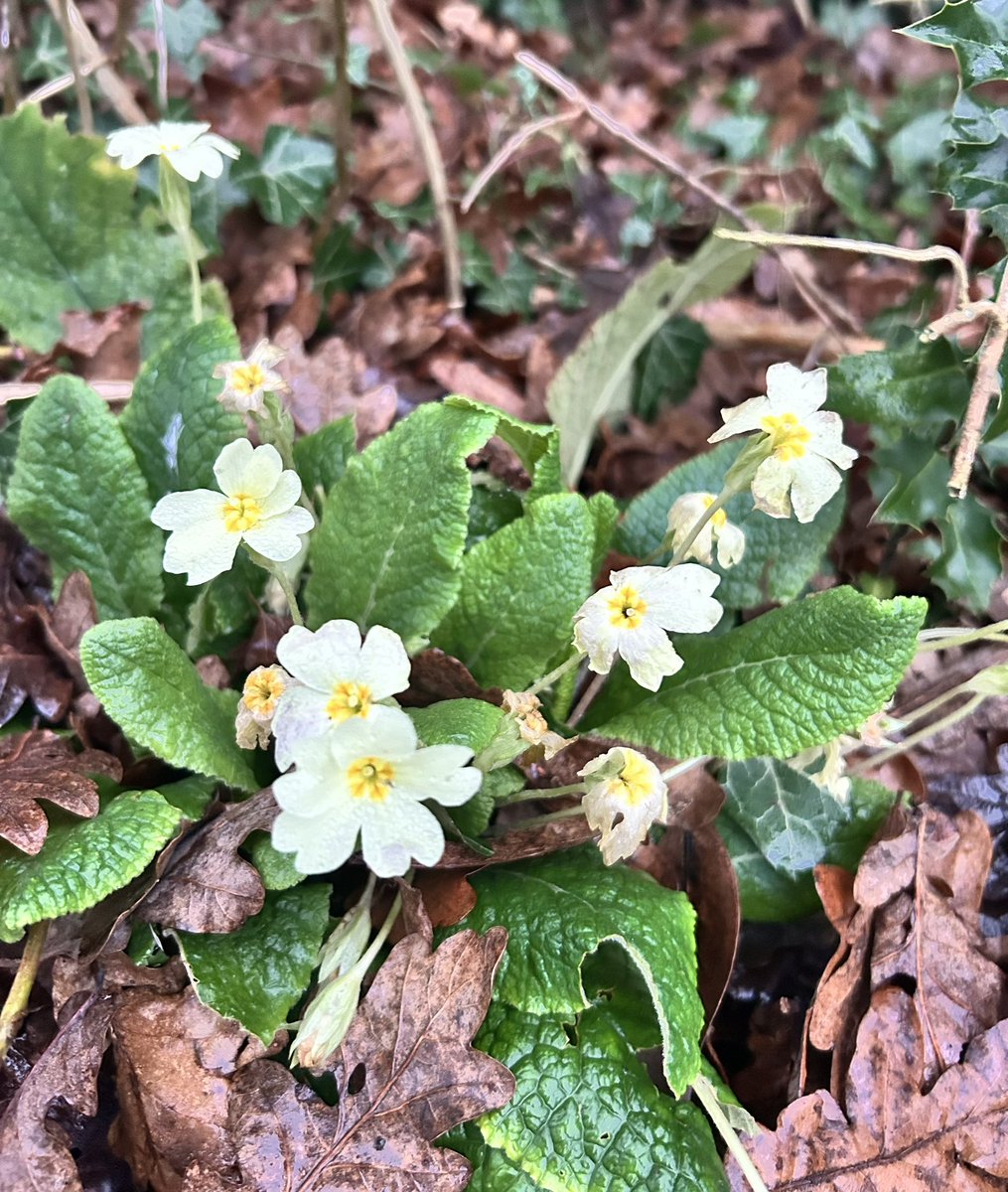 Noticeably longer days and first signs of spring #snowdrops #primrose