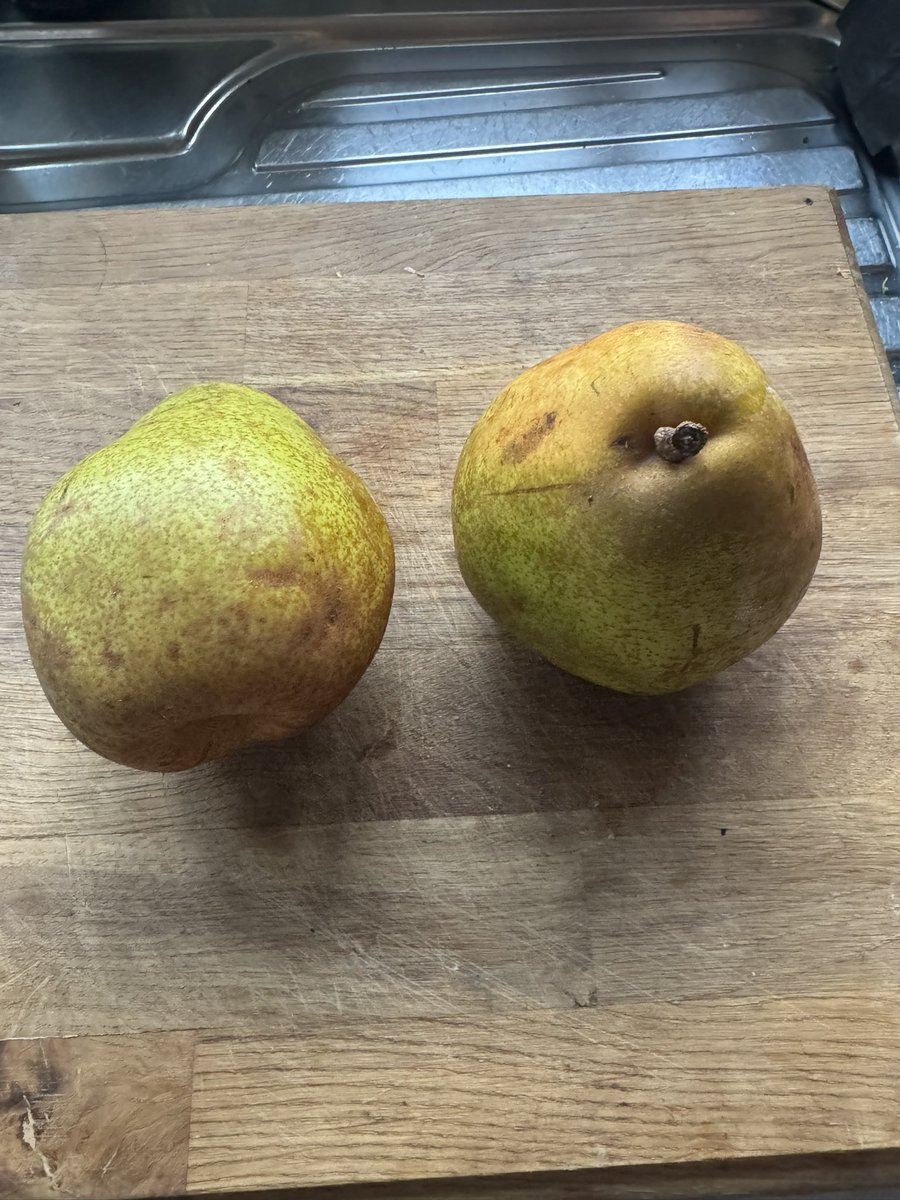 TatwsTrading's tweet photo. Can’t beat a good big Pear 😎😎😎#comice https://t.co/NI5RVs44wR