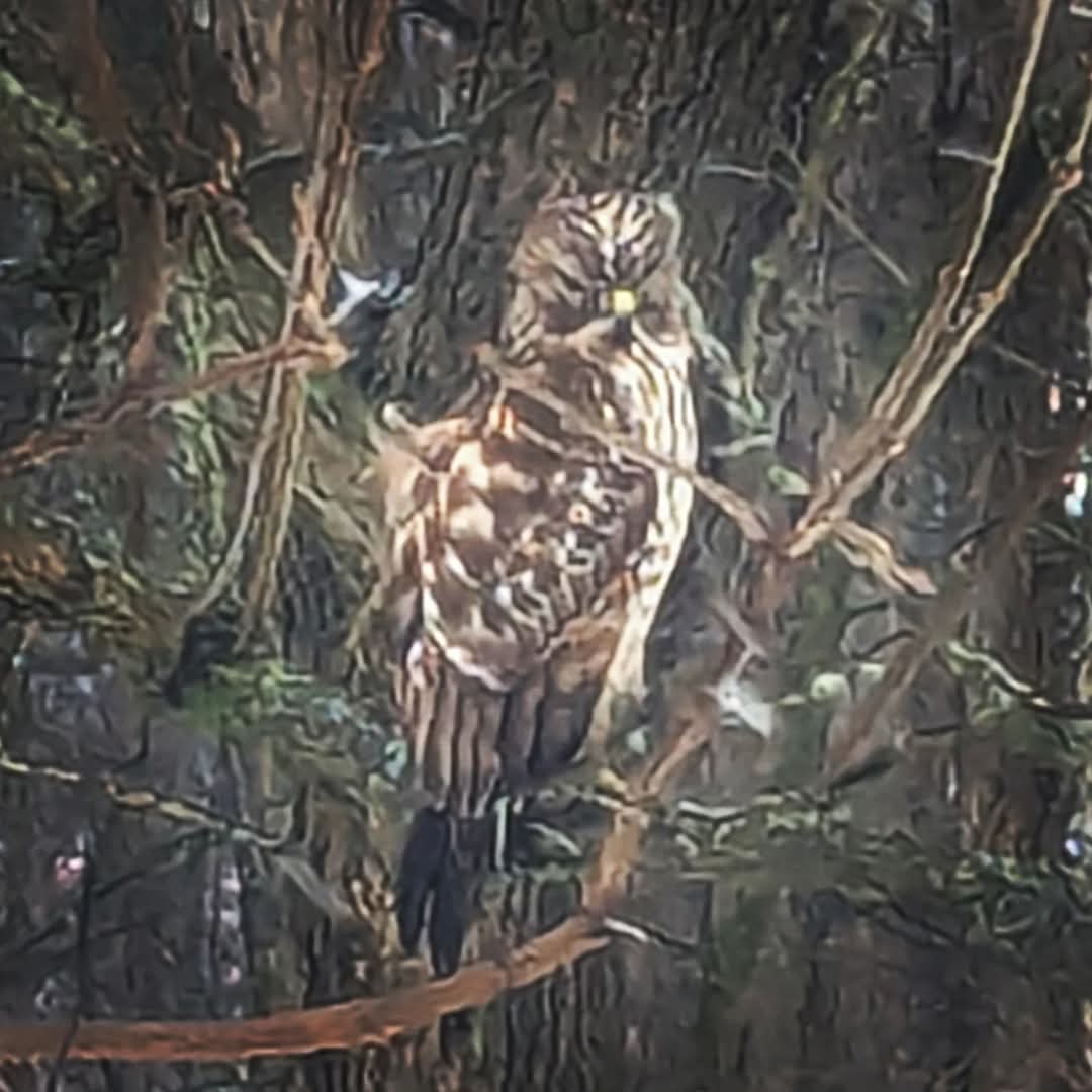 Gazing out my bedroom window at this majestic creature, I felt heartened to carry on w/courage into this next season. I won't be watching any of the inauguration coverage of the elected felon, nor will I be on any of my social media platforms for several days. I #resist.  #mlkday