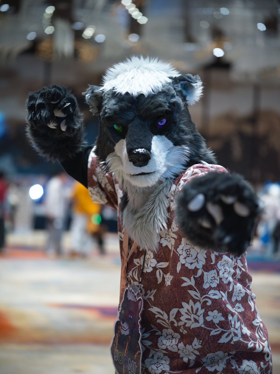 주니🐻Jooni🎗🔜Thaitails🇹🇭,毛毛露營🇹🇼,FURSTCLASS🇰🇷 tweet media