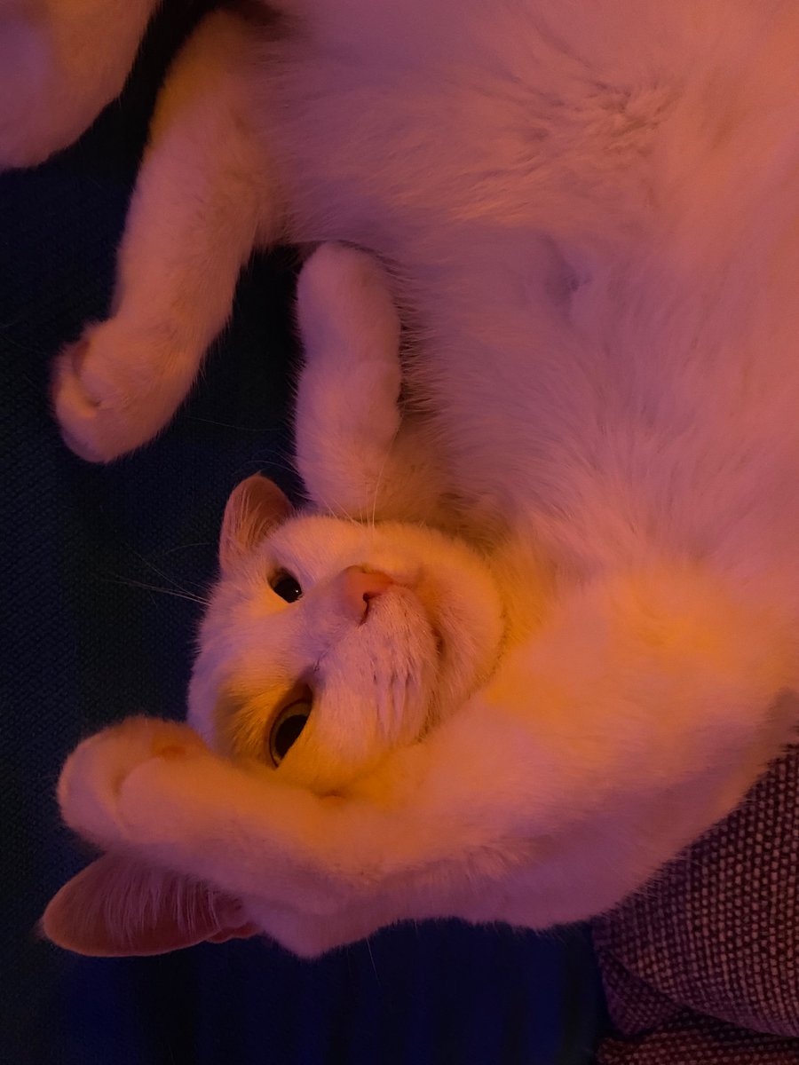 Dashtetina tweet media