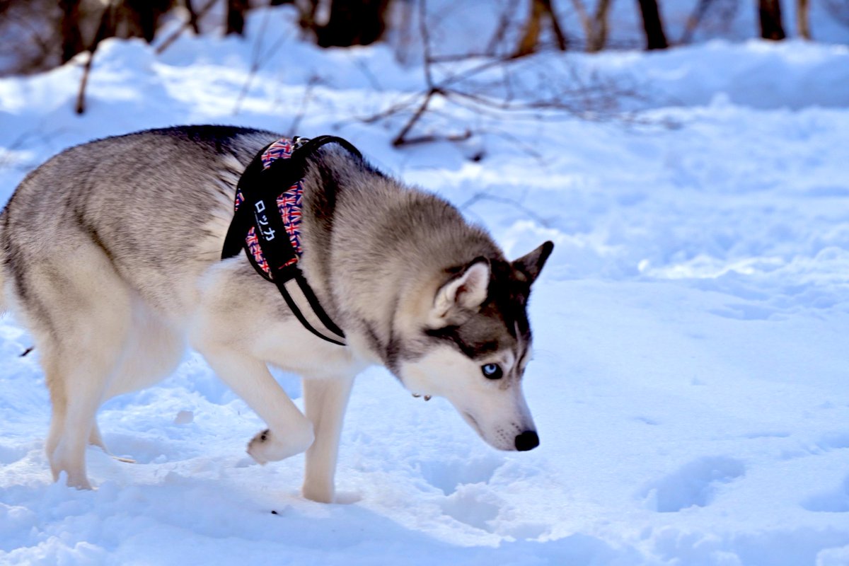 なんかもうそこら辺から出てきたオオカミなんだけど大丈夫？