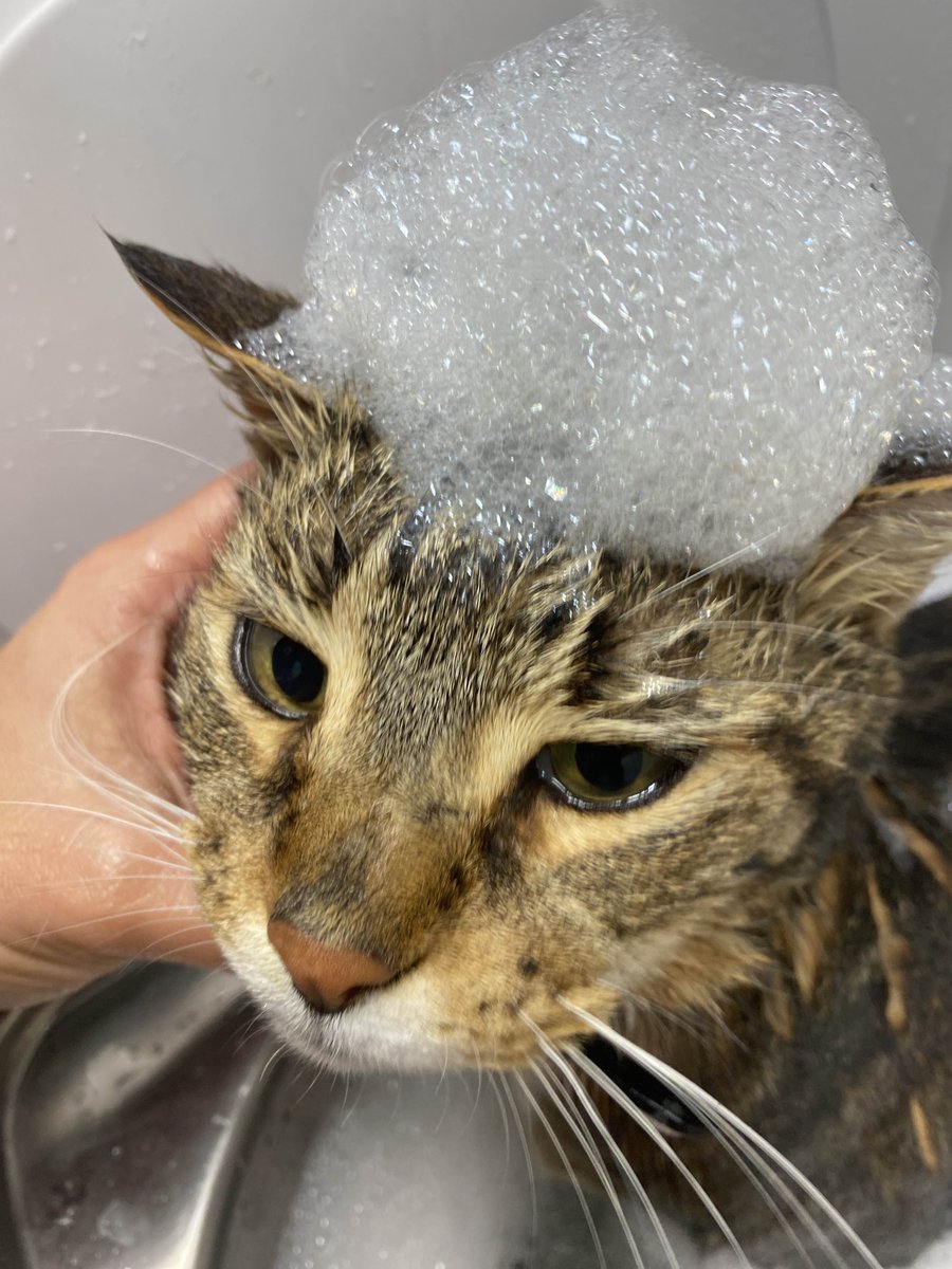 its been a while since ive posted larry so heres him in a sock + him soapy