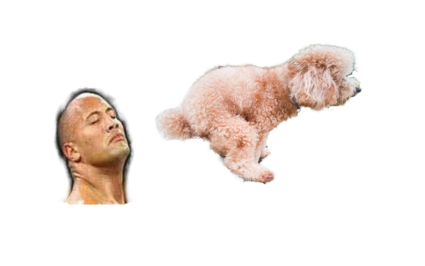 GOP_coin_'s tweet photo. @ukcryptoqueen something is cooking! do you smell it?

$POODLE, #SUI, $SHIB, $WIF, $DOGE, $SKI, #memecoin https://t.co/G5wsRZCsfg