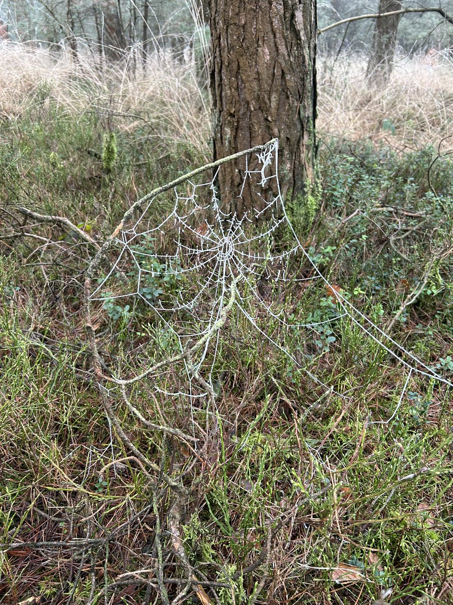 Doordat het niet regent, en er wel mist is en het vriest, krijg je fantastische creaties in de natuur. #genieten. <a href="/GemeenteEde/">Gemeente Ede</a> #ijshaar