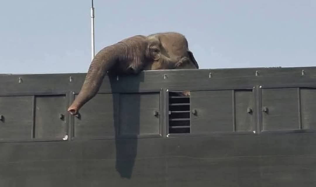 jayantakrdas's tweet photo. 18 wild elephants have been transferred from Assam and Arunachal Pradesh to Ambanis' (private) zoo at Jamnagar in Gujarat under the protection of the government of India and the Assam state government. Why is the Indian government so interested in Mukesh Ambanis private zoo?
@assamtribuneoff @PetaIndia @narendramodi @rashtrapatibhvn @IUCN @himantabiswa @Laxmanacharya54 @wti_org_india @aaranyak