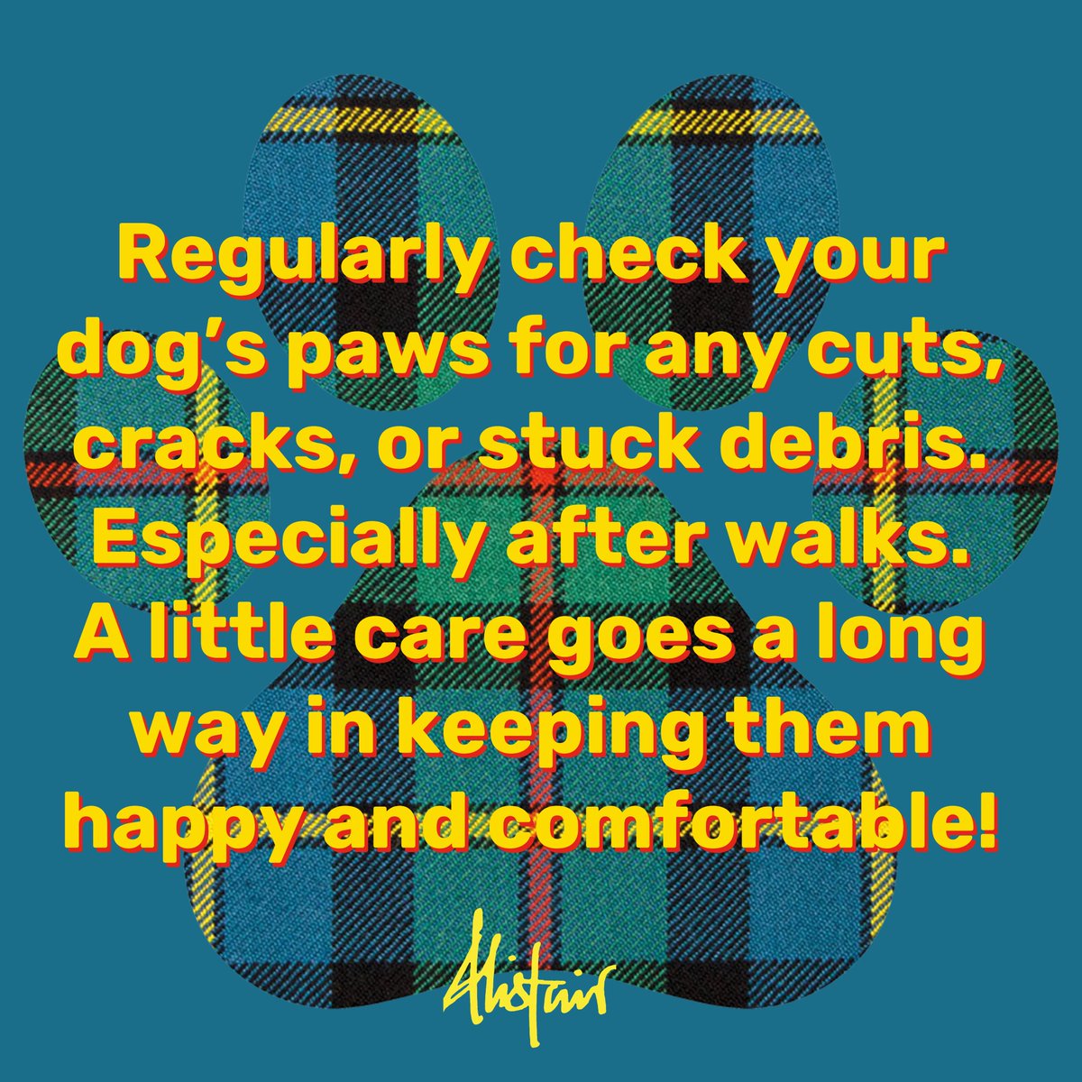 Paws of Awe Pet Photography 🐾 tweet media