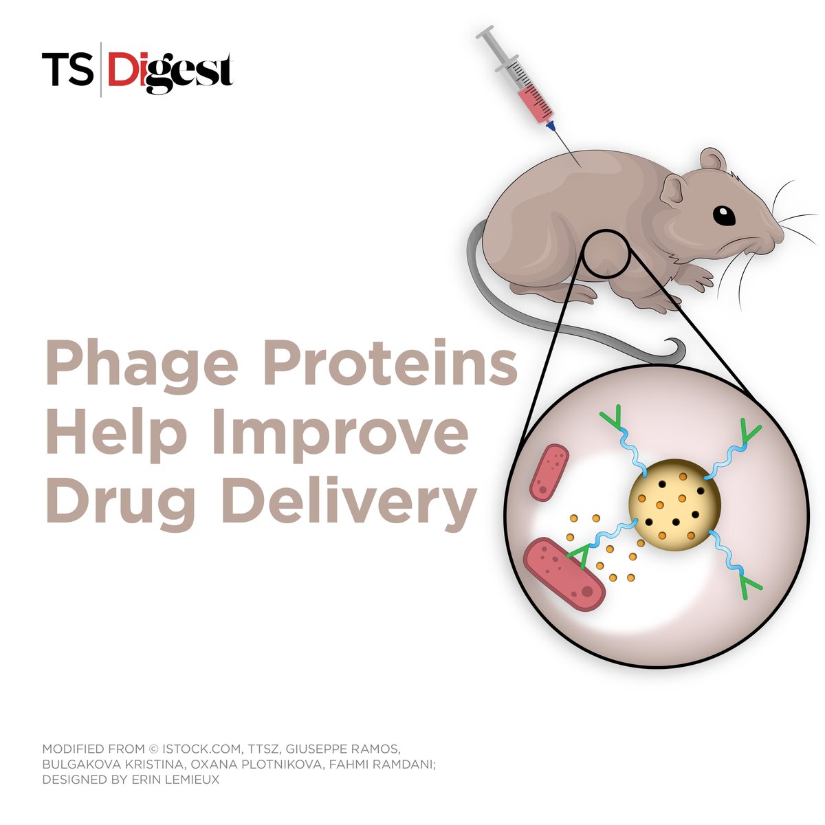 TheScientistLLC's tweet image. Bacteriophage proteins improve the effect of antibiotics in nanoparticle vehicle system.
Explore the infographic to learn more: bit.ly/3DTLOoV