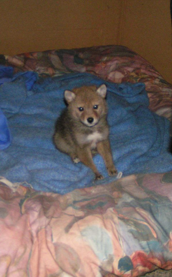 [🔗](api.tinyfox.dev/hourly/yotes/p…)