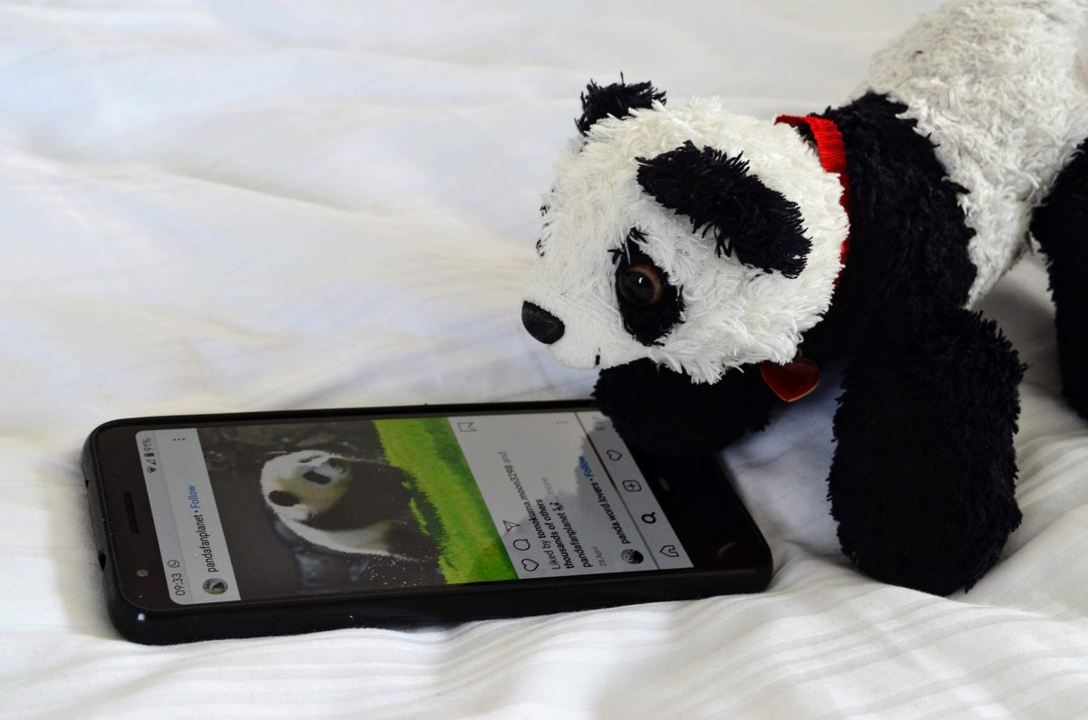 Mummy_Punda's tweet photo. Checking on my brothers 🐼🐾 https://t.co/mmqHfeOGex
