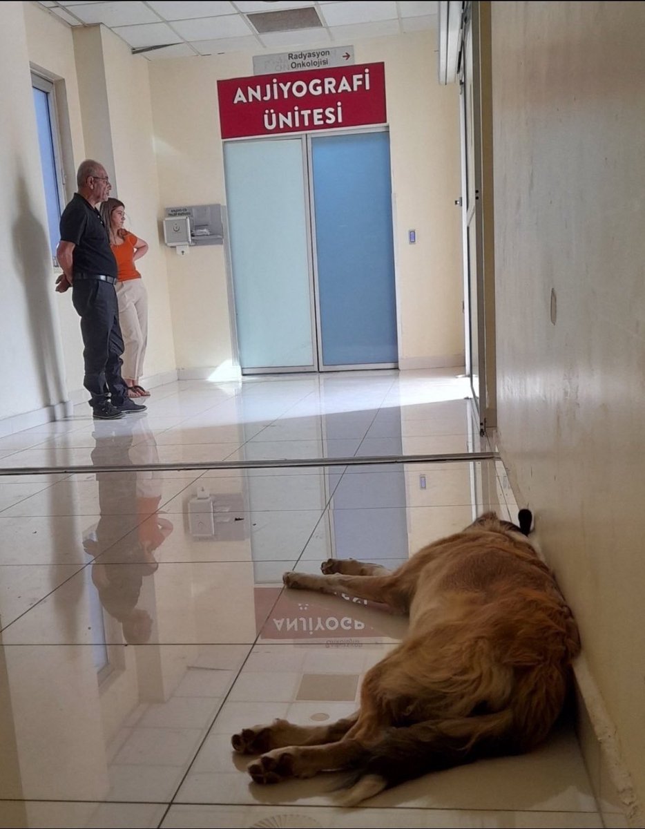 Bir grup şizofren psikopat hayvansever lobisi yüzünden koskoca Ülkeyi Hindistan'a çevirdiniz..
Şu Köpeğin burada ne işi var ulan Sayın Gerrizekalı Başhekim ve ona bağlı Gerrizekalı Hastane çalışanları!?