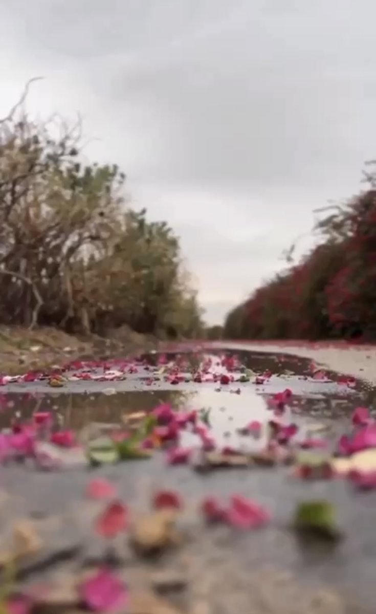 هكذا هي الحياه ... تحمل في طياتها الكثير من الأقدار : حلم يتحقق ، وحلم يتعثر ، لقاء بلا موعد ، وفراق بلا سبب ... لا البدايات التي تتوقعها ، ولا النهايات التي نريدها 
وتستمر الحياه..🤍
 #رسالة_اليوم