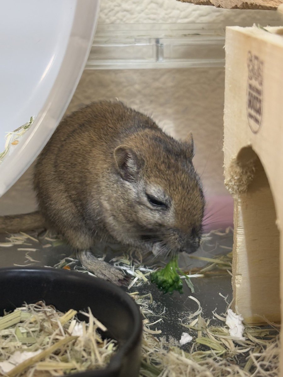 ﾌﾞﾛｯｺﾘｨｨｨｱｯ！！ｸｷｶﾗ!