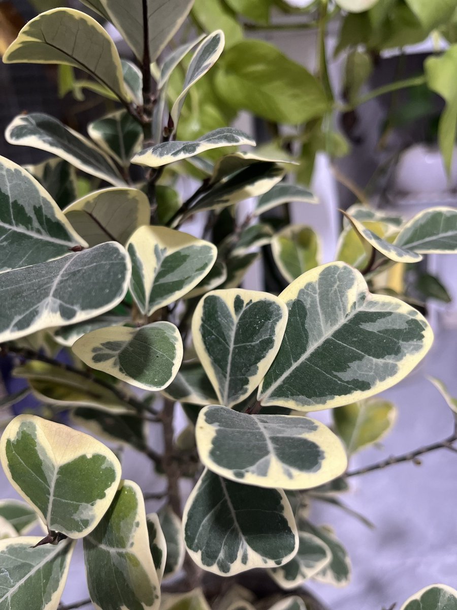 سه بار تو زندگیم گل خریدم دوتاش خشک شد این گل عزیزمم برگاش داره زرد میشه و میریزه🙁
غصه دارم🥺💔