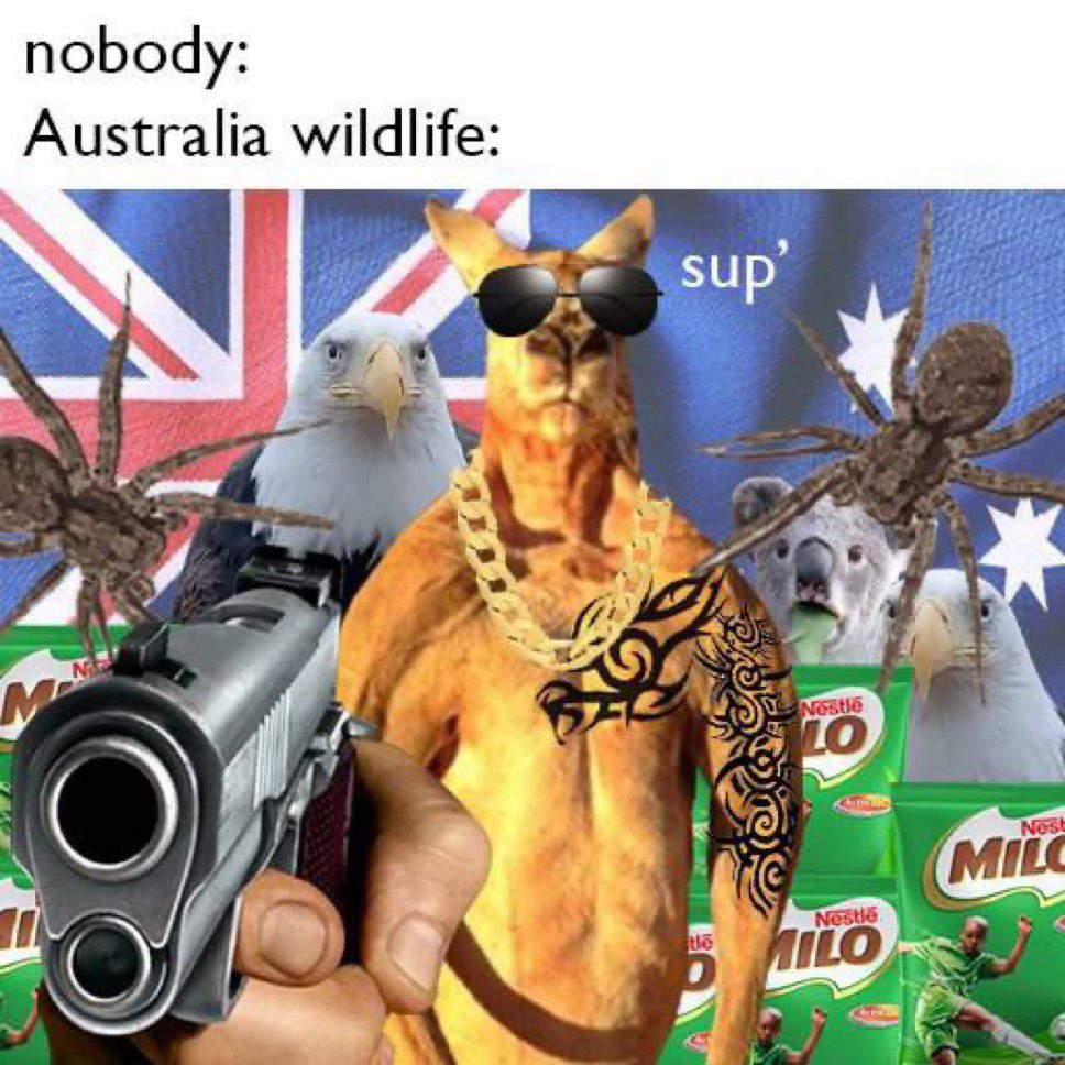 RogerCoinOnSol's tweet image. G’day mates!