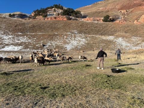 CPW_SE's tweet photo. Every recent morning, @COParksWildlife staff &amp; volunteers in #ColoradoSprings spread apple pulp &amp; alfalfa to prep the Rampart bighorn sheep herd for a capture operation to start a new herd. Senior aquatic bio Paul Foutz &amp; sons Parker, Jack &amp; Connor, did the honors last week. https://t.co/fjDI82E2Eo