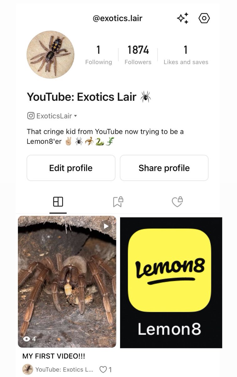 Tarantulas /╲/\( •̀ ω •́ )/\╱\ tweet media