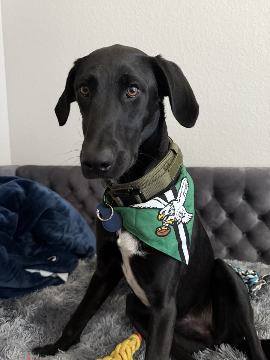 karleerae14's tweet photo. Go Birds! 
        -Ziggy https://t.co/bX74mkM9KA