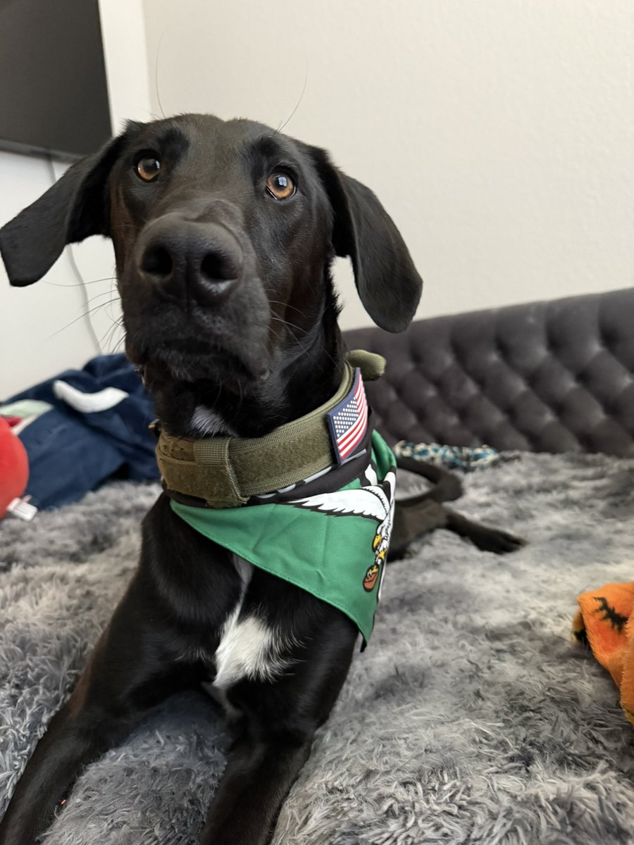 karleerae14's tweet photo. Go Birds! 
        -Ziggy https://t.co/bX74mkM9KA