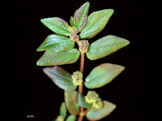 ononoherbals's tweet image. The asthma plant, also known as Euphorbia hirta, has many medicinal uses, including treating asthma and other respiratory conditions:

The asthma plant is used to treat asthma, bronchitis, and other respiratory conditions.
Other medicinal uses
The asthma plant is also used to…