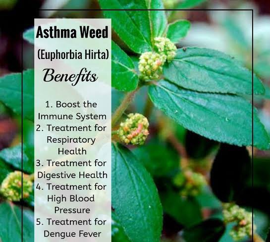ononoherbals's tweet image. The asthma plant, also known as Euphorbia hirta, has many medicinal uses, including treating asthma and other respiratory conditions:

The asthma plant is used to treat asthma, bronchitis, and other respiratory conditions.
Other medicinal uses
The asthma plant is also used to…